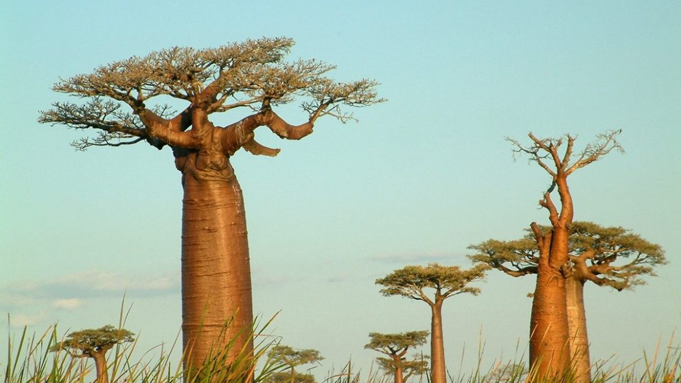 The BaoBab tree